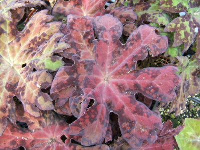 DSCF0233.JPG