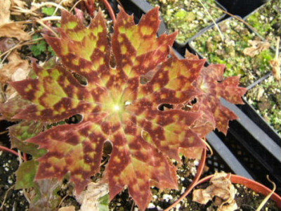 DSCF0237.JPG