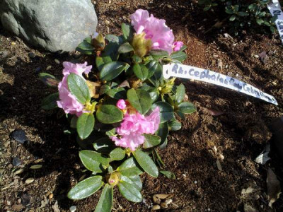 Kopie_von_090420101758R.cephalanthum_Crebreflorum.jpg