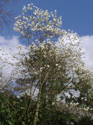 Kopie_von_090420101751M.kobus05.jpg