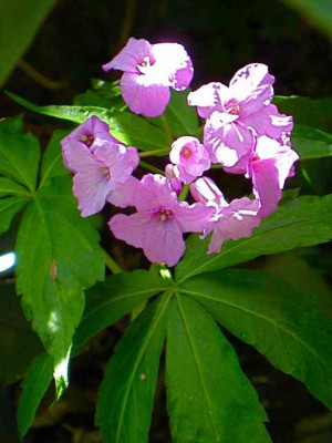 CardamineIMG_2086.jpg