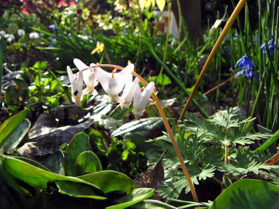 p_IMG_0681_Dicentra_cucullaria.jpg