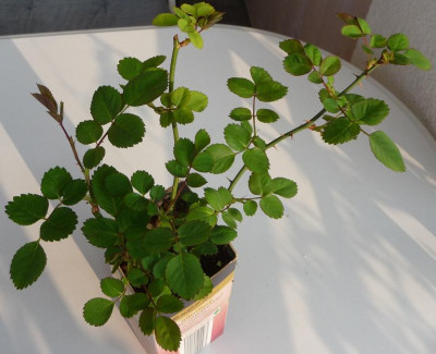 FDxLB11_bluehendes_leben.JPG