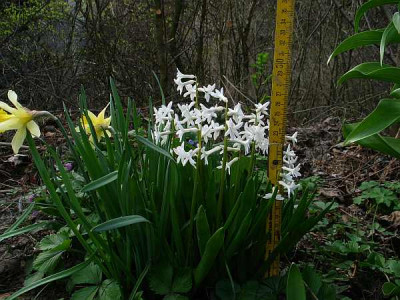 hyacinthus-axel0.jpg