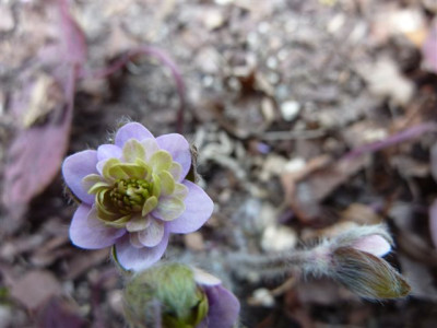 Hepatica_Louise_Koehler_2010.jpg