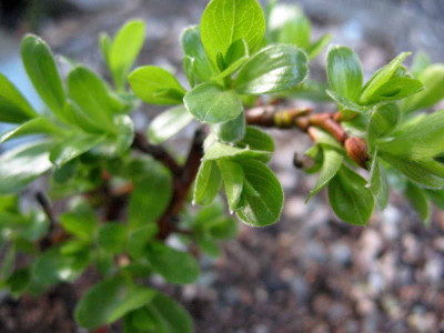 Salix_retusa_9.4.10._025.jpg
