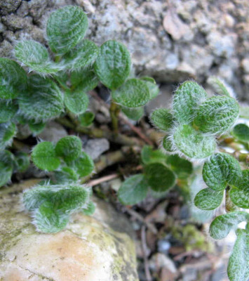 Salix_reticulata_9.4.10._023.jpg