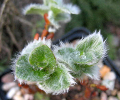 Salix_subreniformis_9.4.10._032.jpg