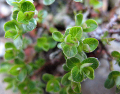 Salix_uva-ursi_9.4.10._012.jpg