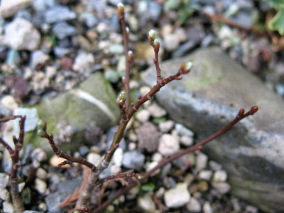 Salix_pyrenaica_9.4.10._030.jpg