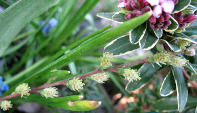 Salix_alpina_9.4.10._039.jpg