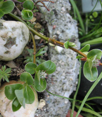 Salix_glaucosericea__x_herbacea__9.4.10._018.jpg