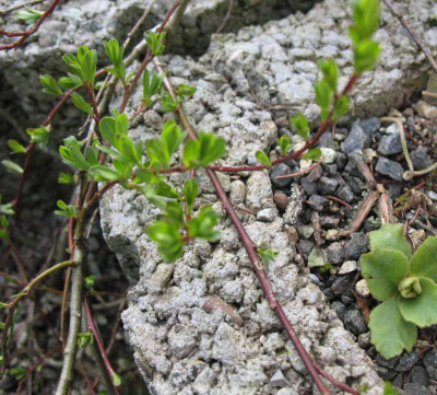 Salix_purpurea_ssp._angustior_x_serphyifolia__9.4.10._053.jpg