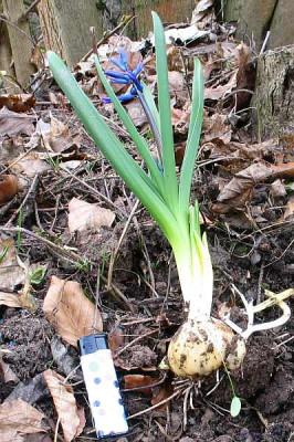 roman-hyacinth-a1.jpg