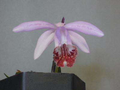 Pleione_Santorini_2_800x800_80KB.jpg