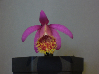 Pleione_Kenya_1_800x800_80KB.jpg