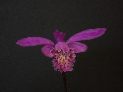 Pleione_Archie_Goodwin_800x800_80KB.jpg