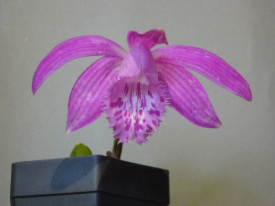 Pleione_x_barbarae_1_800x800_80KB.jpg