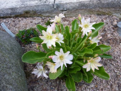 Lewisia_tweedy_2010.jpg