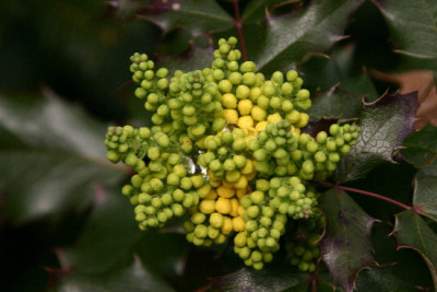 Mahonie-Marz-1.jpg