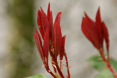 Photinia-Marz-1.jpg