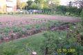 Garten_0011.jpg