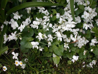 Viola_odorata_alba002.jpg
