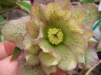 Helli_D30310.jpg