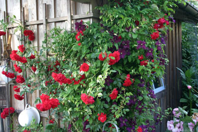 Rose_Heinfels2309a.jpg