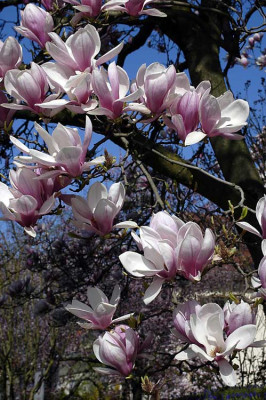 2010-04-11_DSC0027.jpg