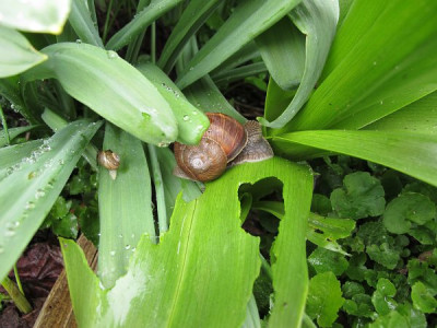 Colchicumschnecke_ue.jpg