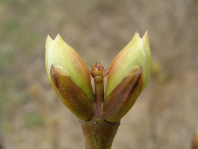 staphylea_pinnata.jpg