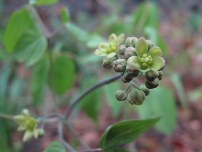 Caulophyllum_thalictroides_.jpg