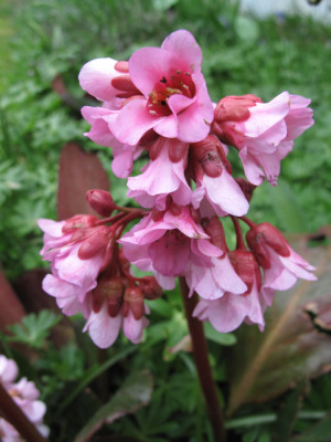 bergenia_wintertraum_bluete.jpg