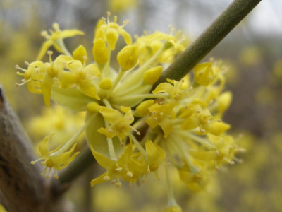cornus_mas_2.jpg