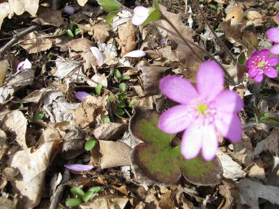 Hepaticasamlinge_ue.jpg