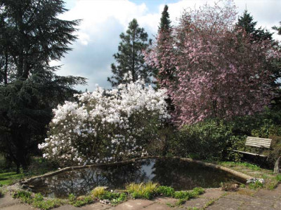 teich_magnolia_stellata.jpg