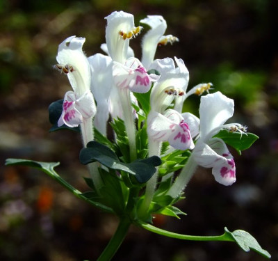DSCF0311_eLamium_sandrasicum.JPG