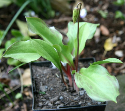 ErythroniumIMG_5735jpg.jpg