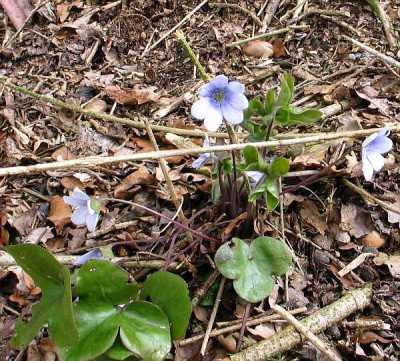 Riesenhepatica-axel.jpg