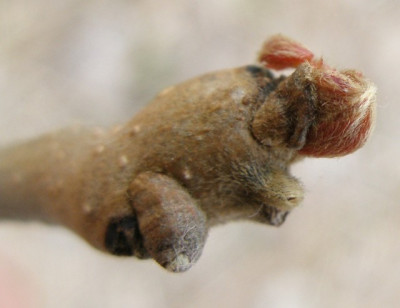 koelreuteria_paniculata.jpg