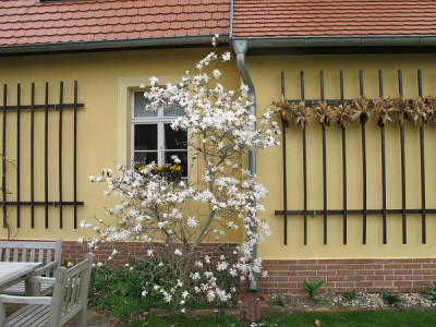 stellata_ue.jpg