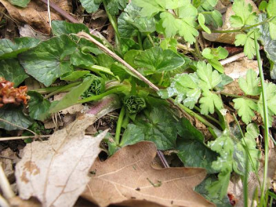 Green_Petal1_ue.jpg