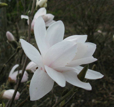 Magnolia_stellata_1024x768.jpg