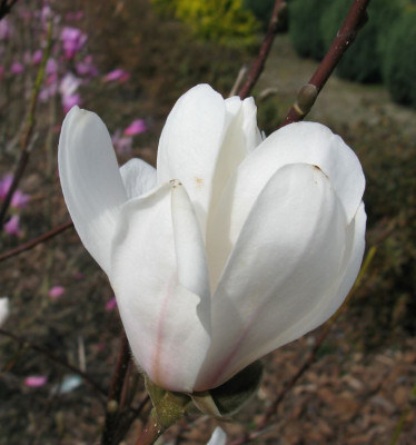 Magnolia_Merril.jpg
