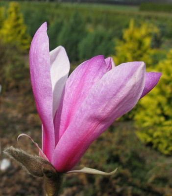 Magnolia_Leonard_Messel.jpg
