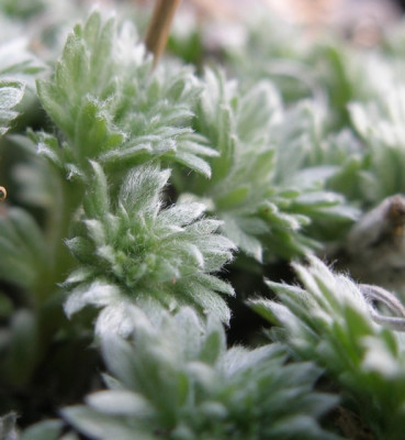 artemisia_schmidtiana_nana.jpg
