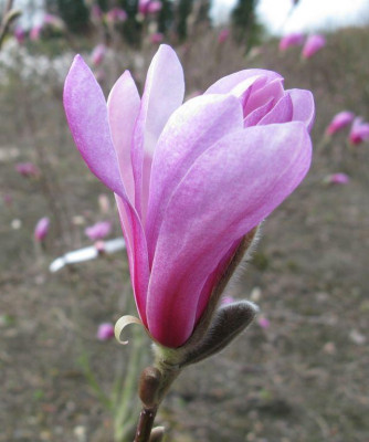 Magnolia_Ricki.jpg