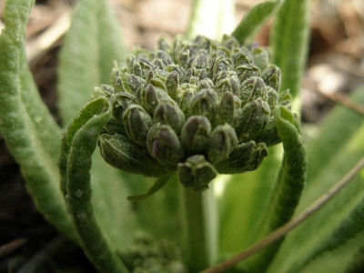primula_veris.jpg