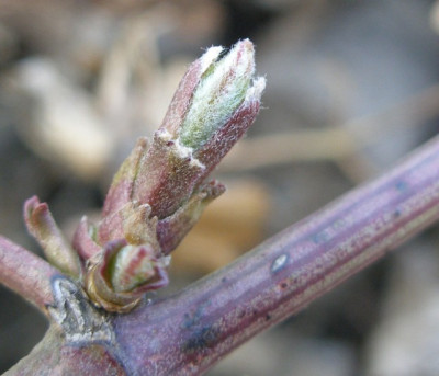 clematis_flammula.jpg
